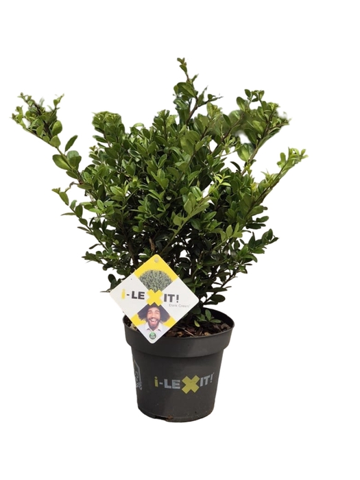 <h4>Ilex crenata 'Dark Green' bush 15-20cm</h4>