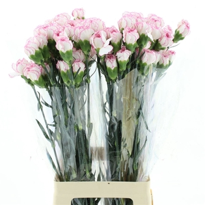 Di St Col Pastel Damascus