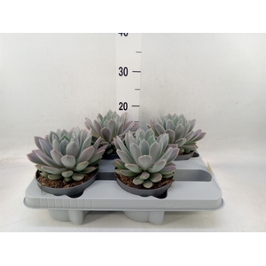 Pachyphytum  'Draco'