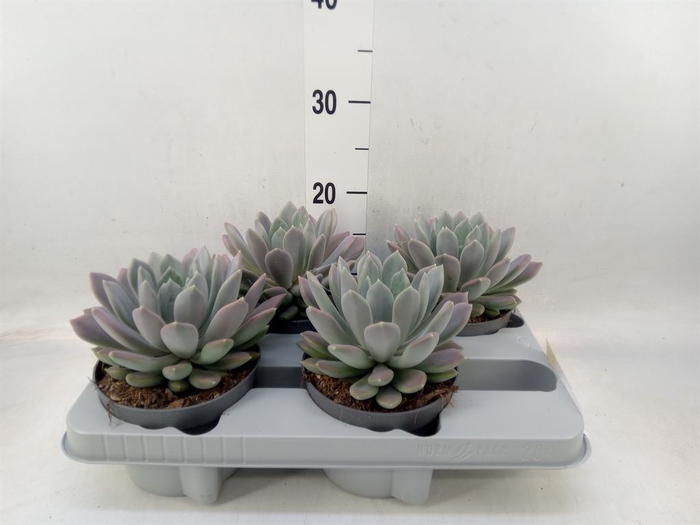 <h4>Pachyphytum  'Draco'</h4>
