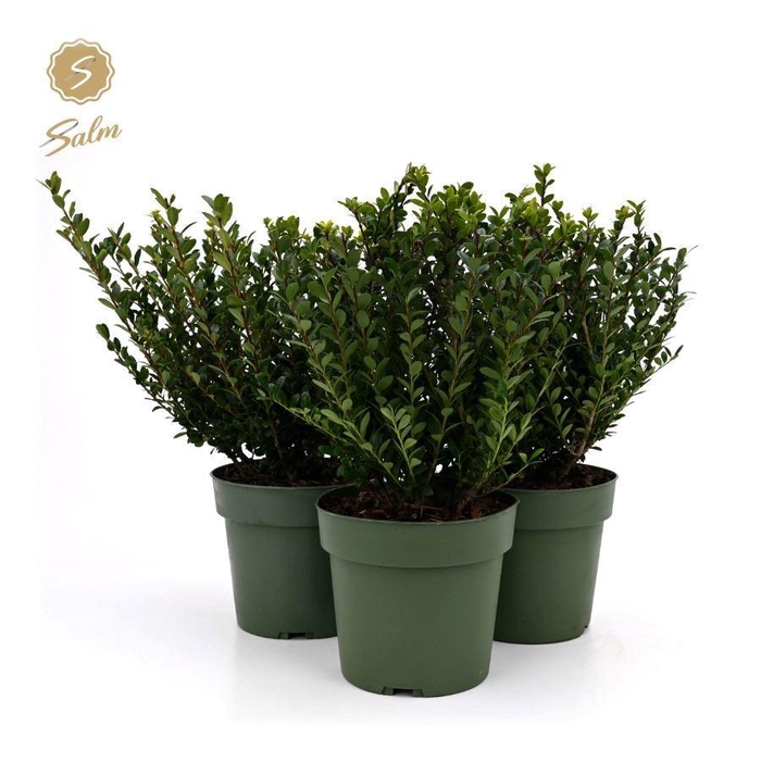 <h4>Ilex crenata 'Jenny'® P17</h4>