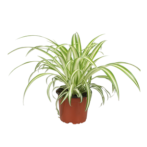 Chlorophytum comosum Variegatum