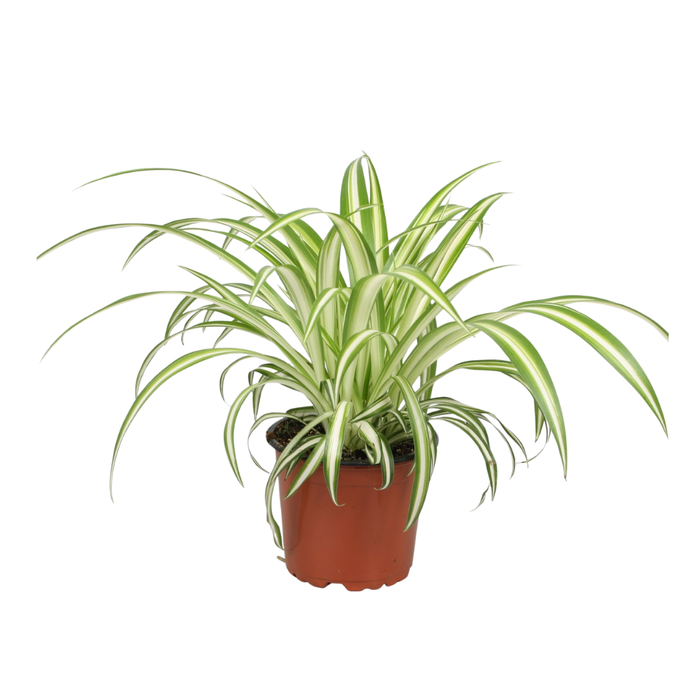 <h4>Chlorophytum comosum Variegatum</h4>