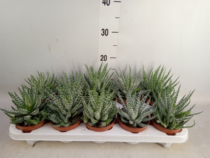 <h4>Aloe humilis</h4>