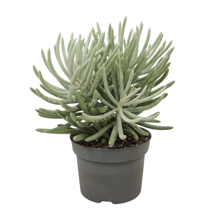 <h4>Senecio   ...</h4>