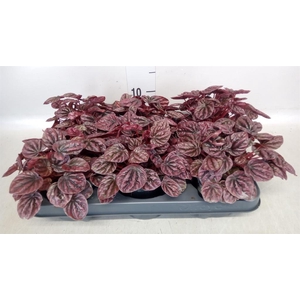 Peperomia caperata 'Schumi Red'