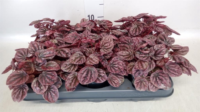 <h4>Peperomia caperata 'Schumi Red'</h4>