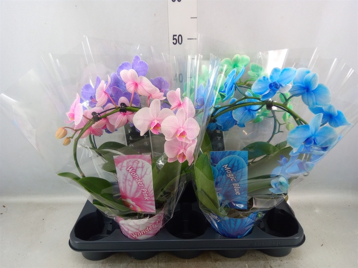 <h4>Phalaenopsis   ...</h4>