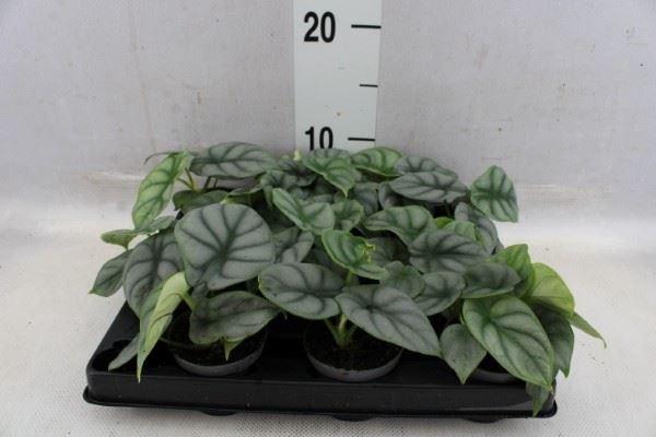 <h4>Alocasia   ...</h4>