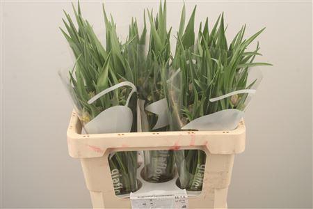 <h4>Frit Uva-vulpis</h4>