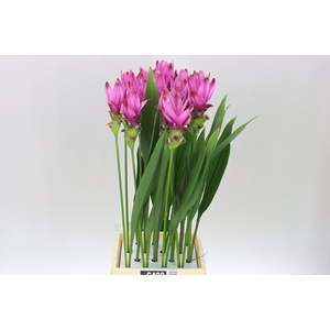 Curcuma Siam Supreme X16