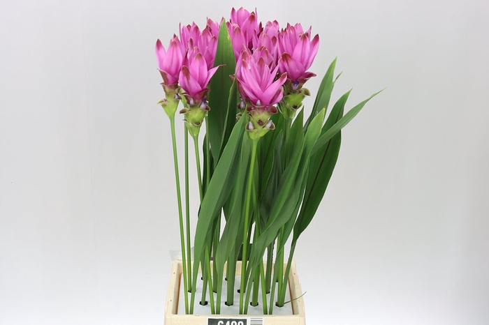 <h4>Curcuma Siam Supreme X16</h4>