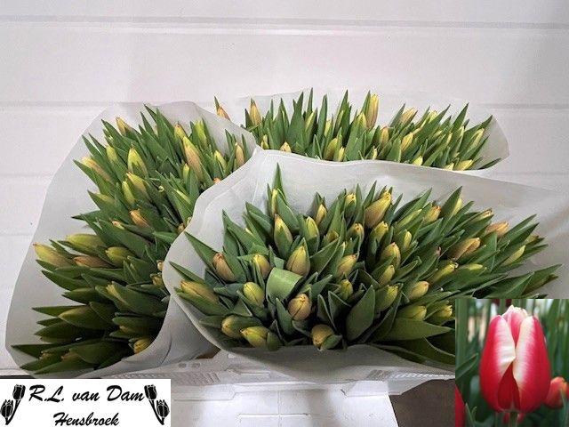 <h4>TU EN LEEN VD MARK</h4>