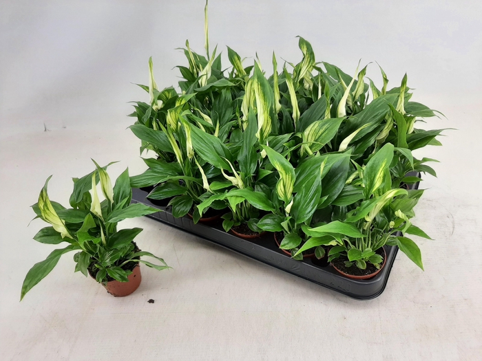 <h4>SPATH CHOPIN</h4>