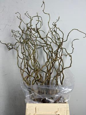 <h4>Corylus (1-jarig)</h4>