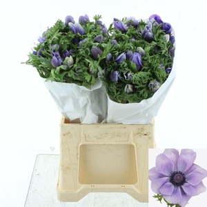 ANEM CO MIS + AZZURR