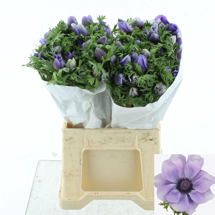 <h4>ANEM CO MIS + AZZURR</h4>