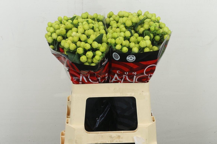 <h4>Hyp Smiley Romance</h4>