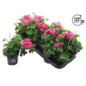 Pelargonium Peltatum 'Balkon Rouge/Blanc Double