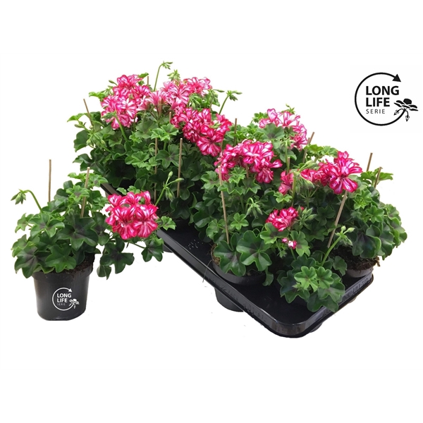 <h4>LongLife Peltatum Double Rouletta</h4>
