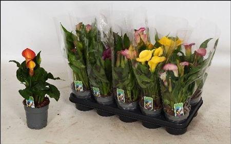 <h4>Zant Gem 2-3+++</h4>