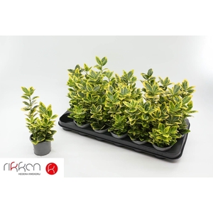 EUONYMUS JA MARIEKE