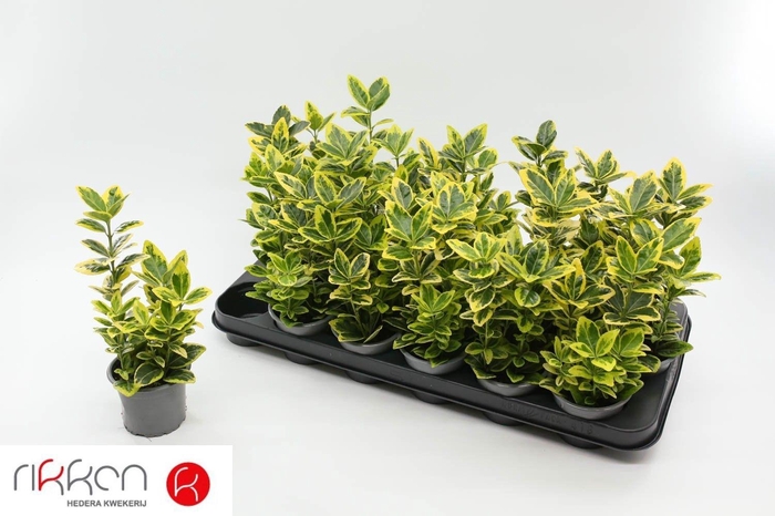 <h4>EUONYMUS JA MARIEKE</h4>