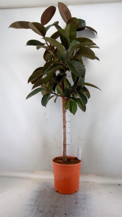 <h4>Ficus ...</h4>