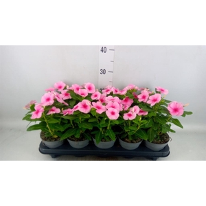 Catharanthus ros. 'Titan-Ium Polka'
