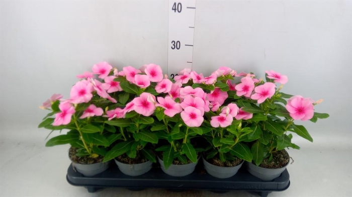 <h4>Catharanthus ros. 'Titan-Ium Polka'</h4>