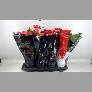 Anthurium andr. 'Madural'