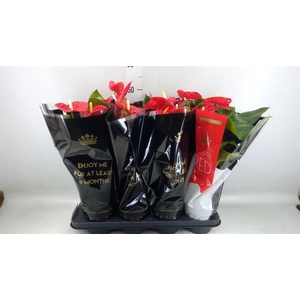 Anthurium andr. 'Madural'