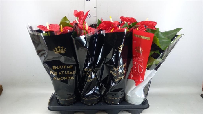 <h4>Anthurium andr. 'Madural'</h4>