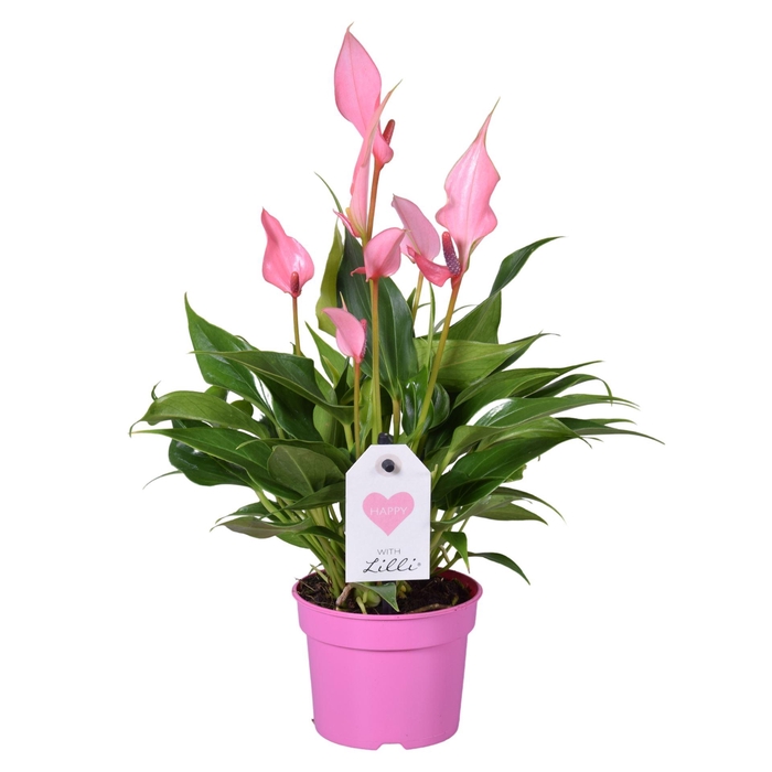 <h4>Anthurium andr. 'Lilli'</h4>