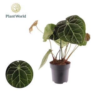 Anthurium Chrystallinum