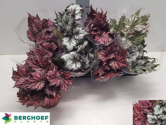 <h4>BEG BEL GEM</h4>