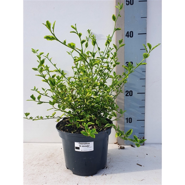 <h4>Ceanothus Eldorado</h4>