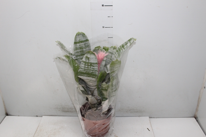 <h4>AECHMEA FASCIATA P17</h4>