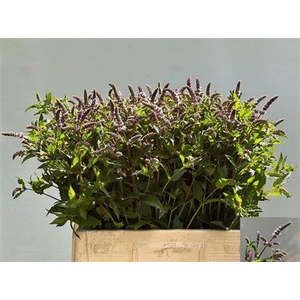 Mentha Tigra