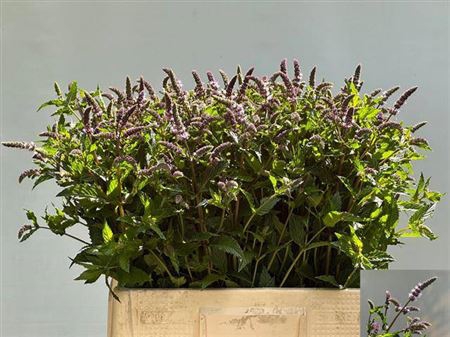 <h4>Mentha Tigra</h4>