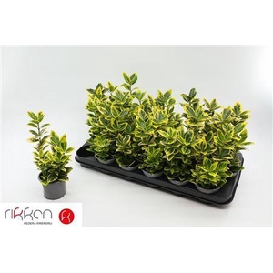 Euonymus Ja Marieke