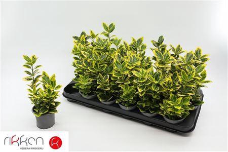 <h4>Euonymus Ja Marieke</h4>