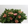 Paeonia Lois Choice