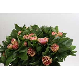 Paeonia Lois Choice