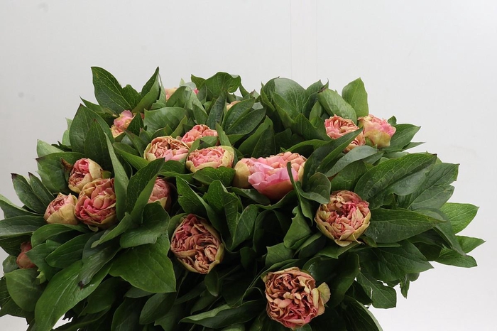 Paeonia Lois Choice