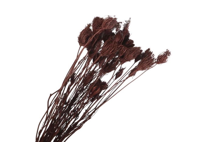 Ammi Majus Brown