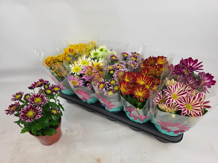 <h4>CHRYS GEM 7 KL</h4>