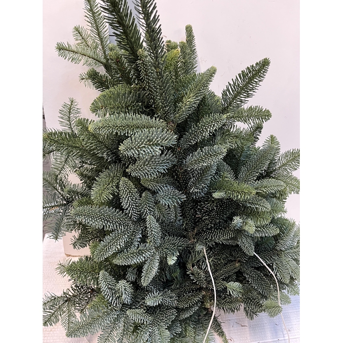 <h4>Abies Nob Blauw Kilo</h4>