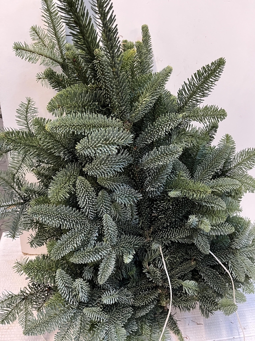 <h4>ABIES NOB BLAUW KILO</h4>