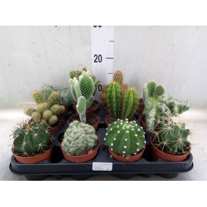 Cactus   ...mix